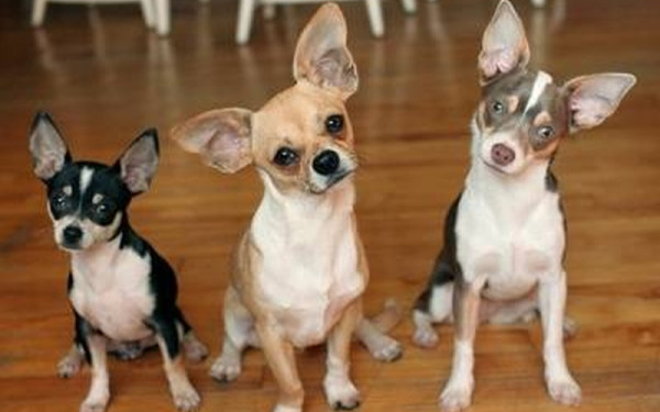 Πατήσια: Παράνομη εκτροφέας παράτησε νηστικά 18 τσιουάουα μέσα σε διαμέρισμα (βίντεο)