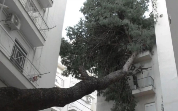 Θεσσαλονίκη: Τεράστιο πεύκο έπεσε σε μπαλκόνια πολυκατοικίας - Είναι ακόμη εκεί από το πέρασμα της «Bora» (βίντεο)