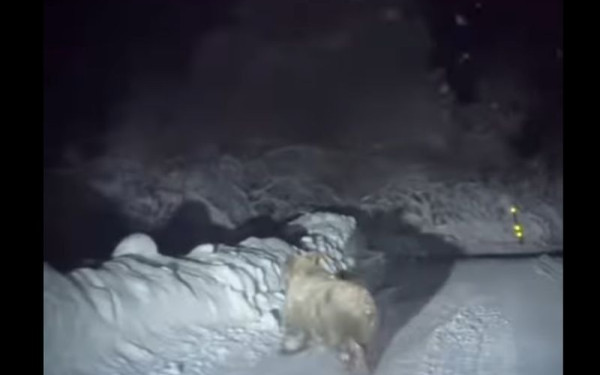 Γρεβενά: Αρκουδίτσα βολτάρει κοντά στο χιονοδρομικό κέντρο Βασιλίτσας (βίντεο)