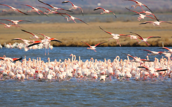 Αριθμοί ρεκόρ για πτηνά που διαχειμάζουν στο Δέλτα Έβρου