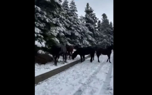 Ορεινή Ναυπακτία: Άγρια άλογα σε... αλπικό τοπίο - Μαγευτικές εικόνες (βίντεο)