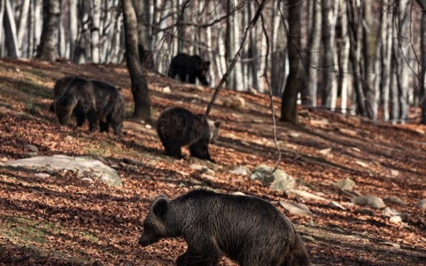 Σε χειμέριο λήθαργο βυθίζονται οι αρκούδες του του Αρκτούρου, παρά τις υψηλές θερμοκρασίες