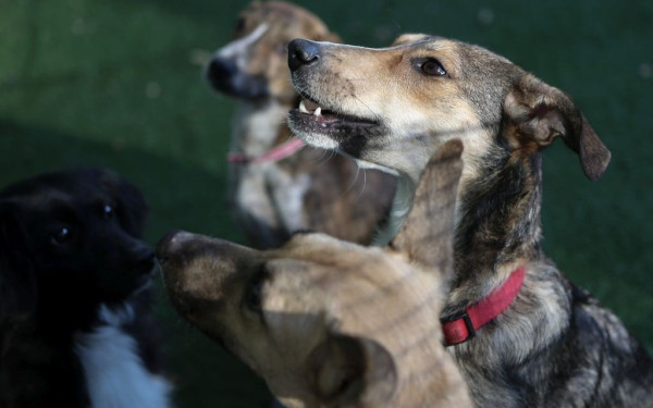 Νάουσα: Μήνυση κατά αγνώστων από τον δήμο για τη θανάτωση αδέσποτων	