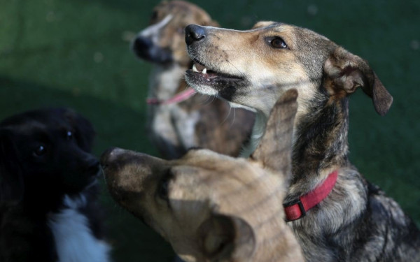 Νάουσα: Μήνυση κατά αγνώστων από τον δήμο για τη θανάτωση αδέσποτων	