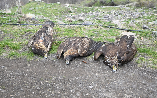 Ξάνθη: Οικογένεια τριών χρυσαετών εντοπίστηκε νεκρή (φωτ.)