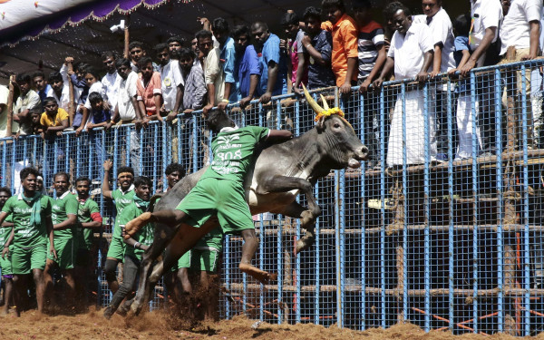 Ινδία: Ένας νεκρός και αρκετοί τραυματίες σε φεστιβάλ με ταύρους