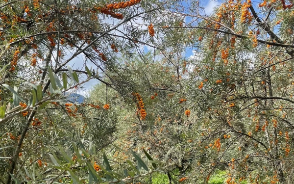 Το ΑΠΘ αναπτύσσει γιαούρτι και μπάρα δημητριακών με ποικιλίες ιπποφαούς