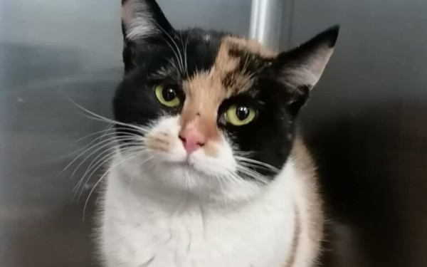 Θεσσαλονίκη: Νεαρός κλωτσάει γατάκι και στη συνέχεια το πατάει με το ΙΧ του - Βίντεο ντοκουμέντο