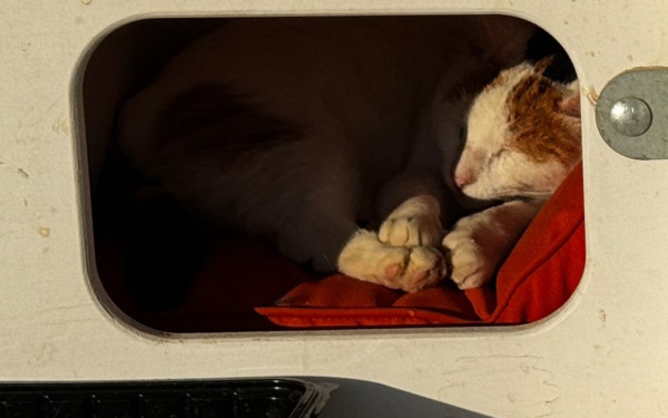 Κάτοικοι έφτιαξαν πολυώροφα σπίτια για γάτες στη Γλυφάδα (φωτ.)