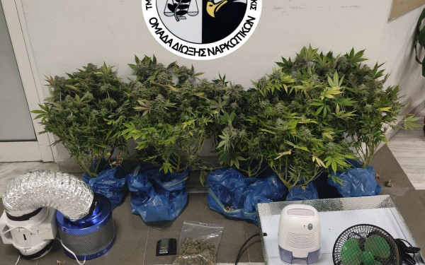 Θεσσαλονίκη: Συνελήφθη ένα άτομο για καλλιέργεια δενδρυλλίων κάνναβης
