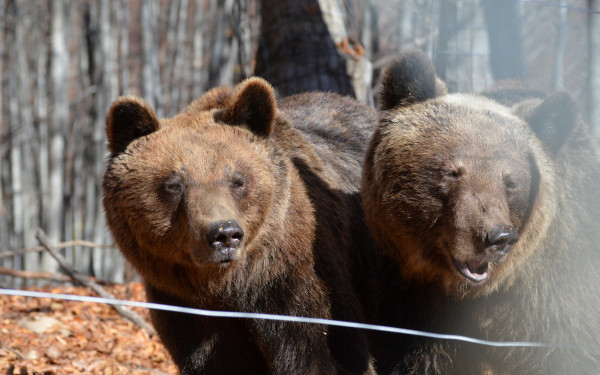 Αρκτούρος: Χωριστά μετά από 10 χρόνια έπεσαν σε χειμέριο λήθαργο δύο ηλικιωμένες αρκούδες