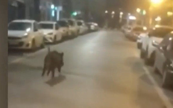 Θεσσαλονίκη: Αγριογούρουνο έκανε… βόλτα στην οδό Ίωνος Δραγούμη - Ανέβηκε στο ΥΜΑΘ (βίντεο)