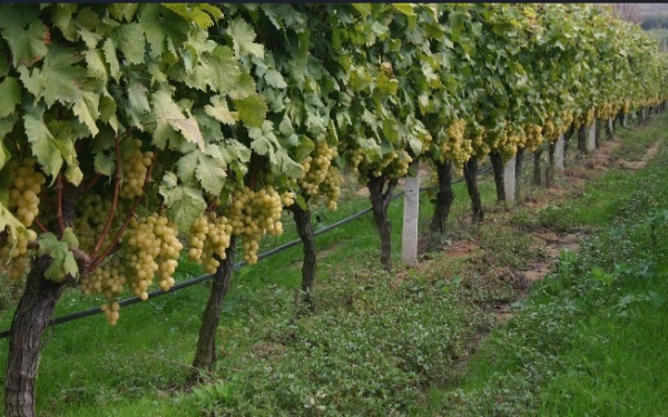 Φλώρινα: Ένας αμπελώνας στην καρδιά ενός «κρατήρα» λιγνίτη στο Αμύνταιο