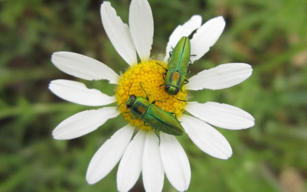 13η Zootechnia: Πολλά υποσχόμενη λύση τα βρώσιμα έντομα - Τα πλεονεκτήματα στη διατροφή του ανθρώπου