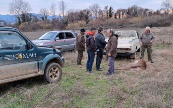 Λαθροθήρας πυροβόλησε και σκότωσε ελάφι που κυοφορούσε στην Κερκίνη Λαθροθήρας πυροβόλησε και σκότωσε ελάφι που κυοφορούσε στην Κερκίνη
