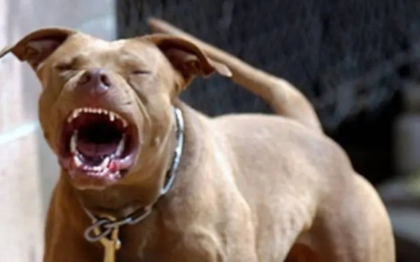 Θεσσαλονίκη: Πίτμπουλ ξέφυγε από αυλή σπιτιού και δάγκωσε 20χρονο και έναν σκύλο - Δικογραφία σε βάρος του ιδιοκτήτη του ζώου (βίντεο)