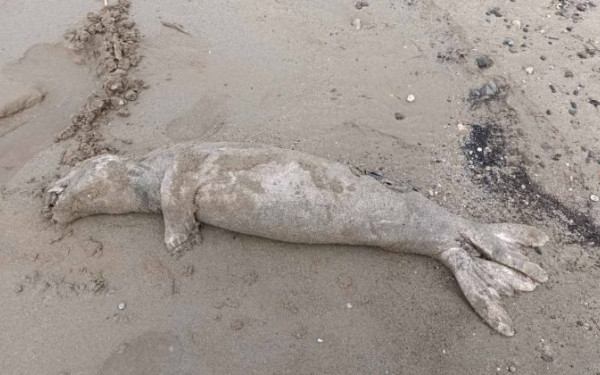Νεκρή φώκια εντοπίστηκε στην παραλία Κόκκινο Μετόχι στην Κίσσαμο