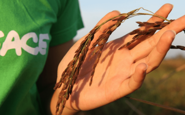 Έκθεση της Greenpeace δείχνει πώς τα κλιματικά φαινόμενα επηρεάζουν την γεωργία στην Ελλάδα