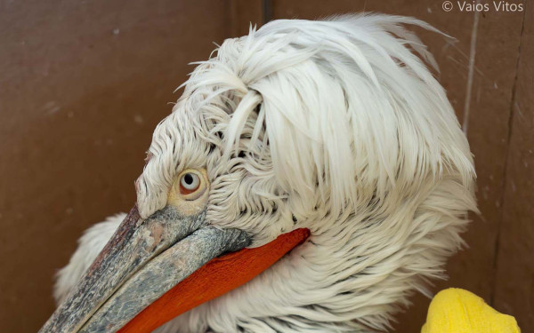 Αμύνταιο: Αργυροπελεκάνος έπεσε σε καλώδια της ΔΕΗ και έπαθε ηλεκτροπληξία