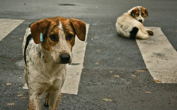 Καλαμαριά: Νέα ψηφιακή πλατφόρμα για την προστασία των αδέσποτων στην υπηρεσία των πολιτών