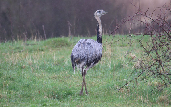 Αργεντινή: Στη Χιλή μεταφέρθηκαν δεκαπέντε πτηνά που ανήκουν σε είδος που απειλείται με εξαφάνιση