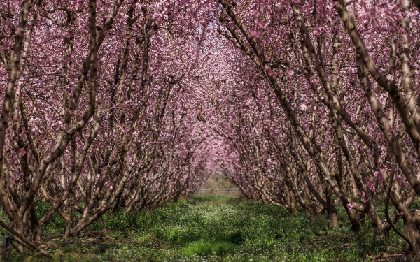 Εννέα χρόνια Φεστιβάλ Ανθισμένες Ροδακινιές της Βέροια
