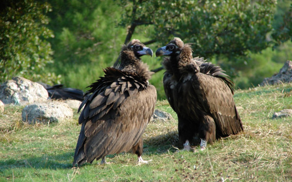 Πληθυσμός ρεκόρ μαυρόγυπα στο Εθνικό Πάρκο Δαδιάς δύο χρόνια μετά τη φωτιά