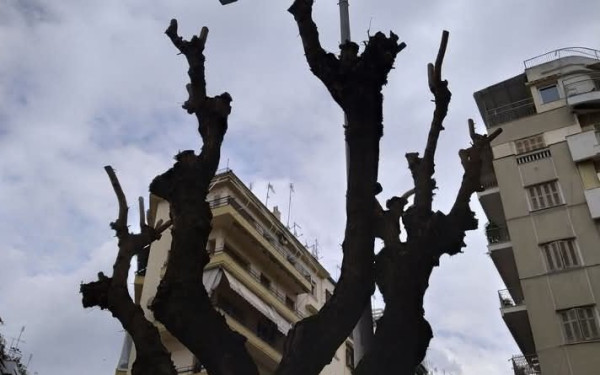 Θεσσαλονίκη: Αναστάτωση κατοίκων για κλαδεύσεις δέντρων – «Είναι υποχρέωσή μας» απαντά ο δήμος