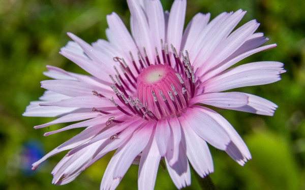 Μυτιλήνη: Άγριες ορχιδέες στη σκιά απολιθωμένων κορμών ηλικίας 20 εκατομμυρίων ετών