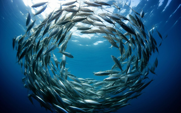 Θεσσαλονίκη: Καινοτόμες τεχνολογίες βασιζόμενες και στην Τ.Ν. στη «μάχη» διασφάλισης της βιωσιμότητας της αλιείας