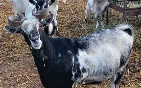 Θεσσαλονίκη: Ουλόκερος, μια αρχαία ελληνική γίδα, απειλείται με εξαφάνιση