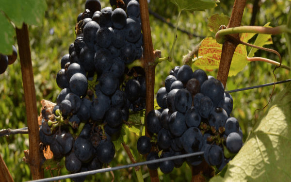 Εξερευνώντας τις γηγενείς ποικιλίες αμπέλου της Ηπείρου