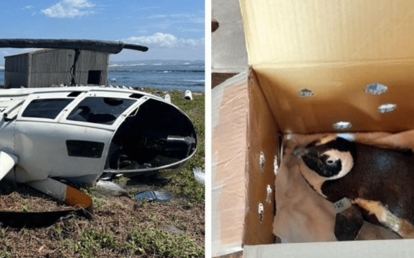 Νότια Αφρική: Ελικόπτερο συνετρίβη σε ένα νησάκι εξαιτίας ενός «ανασφάλιστου» πιγκουίνου