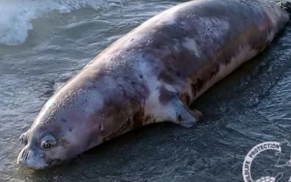 Νάξος: Σπάνια φώκια Monachus monachus εντοπίστηκε νεκρή στην παραλία Καστράκι