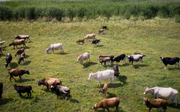 Διεύθυνση Κτηνιατρικής ΠΚΜ: Ο αφρώδης πυρετός χαρακτηρίζεται από υψηλή μεταδοτικότητα και ταχεία εξάπλωση