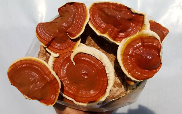 Δράμα: Όταν τα αγροτικά απόβλητα γίνονται μανιτάρια και οικολογικά υλικά