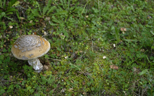 Αρναία Χαλκιδικής: Μανιταροσαφάρι και συνταγές με τρούφα