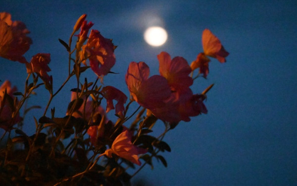 Χαλκιδική: Αφιέρωμα στον Μίκη Θεοδωράκη – Μουσική βραδιά υπό το φως της Αυγουστιάτικης πανσελήνου στην Ουρανούπολη