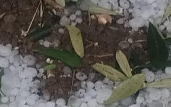 ΕΛΓΑ : «Πράσινο φως» για τον ανάδοχο του Προγράμματος Χαλαζικής Προστασίας ΕΛΓΑ : «Πράσινο φως» για τον ανάδοχο του Προγράμματος Χαλαζικής Προστασίας