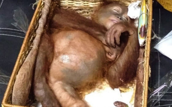 Τσεχία: Χιμπατζήδες σε δύο ζωολογικούς "συνδέθηκαν" και παρακολουθούν οι μεν τους δε από γιγαντοοθόνες