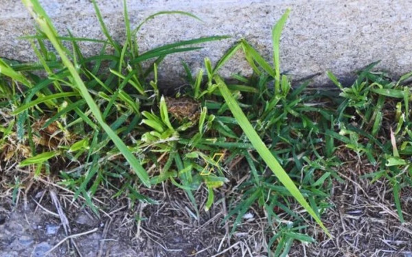 Χαλκιδική: «Έβρεξε» βατράχια στα Νέα Μουδανιά (βίντεο)