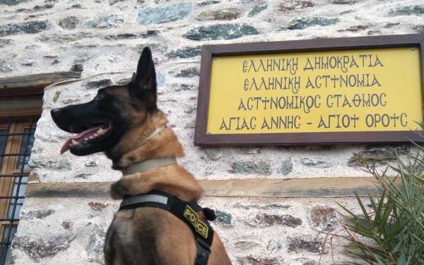 Θεσσαλονίκη: Βγαίνει στη σύνταξη ο Όσκαρ, ο πιο διάσημος σκύλος περιπολίας της ΕΛΑΣ