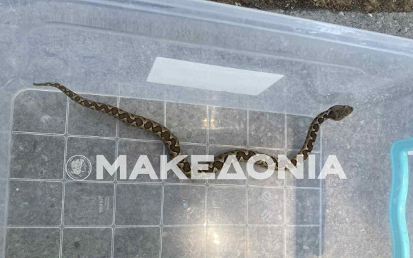 Θεσσαλονίκη: Οχιά βρέθηκε σε δωμάτιο μέσα σε σπίτι στο Πανόραμα