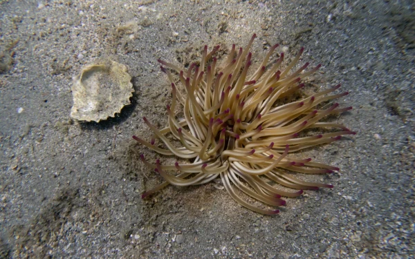 Μαράθι Χανίων:  Συναγερμός από τα περιστατικά τσιμπήματος από θαλάσσια ανεμώνη – Αναστάτωση σε λουόμενους
