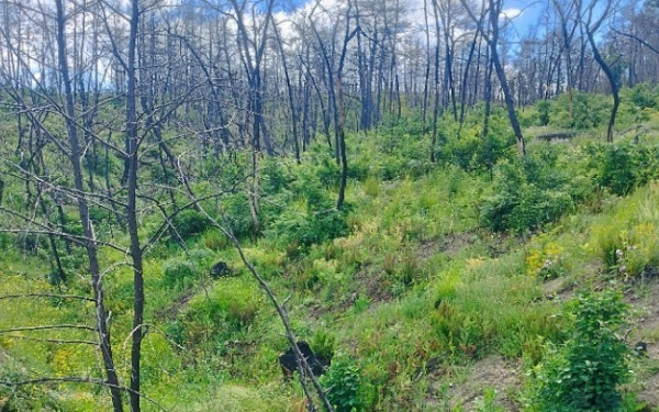 Δάσος Δαδιάς: Ο Στ. Παπασταύρου επιθεώρησε τα αντιδιαβρωτικά και αντιπλημμυρικά έργα