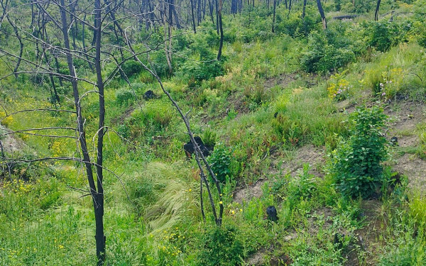 Δάσος της Δαδιάς: Το πολύτιμο δασικό οικοσύστημα της Ευρώπης ξεκίνησε την αναγέννηση