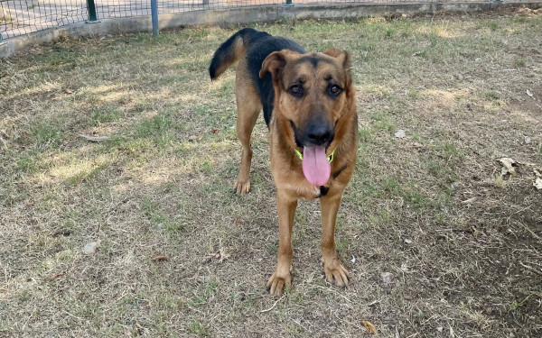 Σοκ στην Ηλεία: Σκυλάκι πέφτει θύμα φρικτής κακοποίησης - Αμοιβή 1.500 ευρώ για πληροφορίες