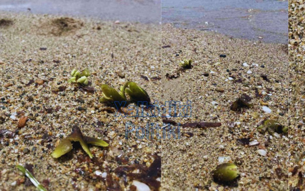 Νέα Μουδανιά: Καρποί Ποσειδωνίας ξεβράζονται στην ακτή