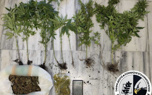 Θεσσαλονίκη: Συνελήφθη άνδρας για καλλιέργεια δενδρυλλίων κάνναβης και κατοχή ναρκωτικών