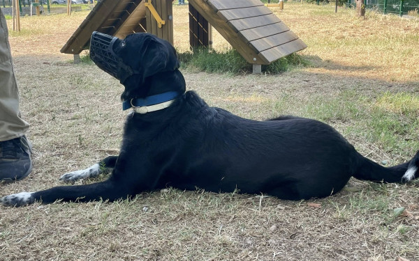 Δήμος Θεσσαλονίκης: Σεμινάριο πρώτων βοηθειών για σκύλους στο πλαίσιο της Παγκόσμιας Ημέρας Ζώων